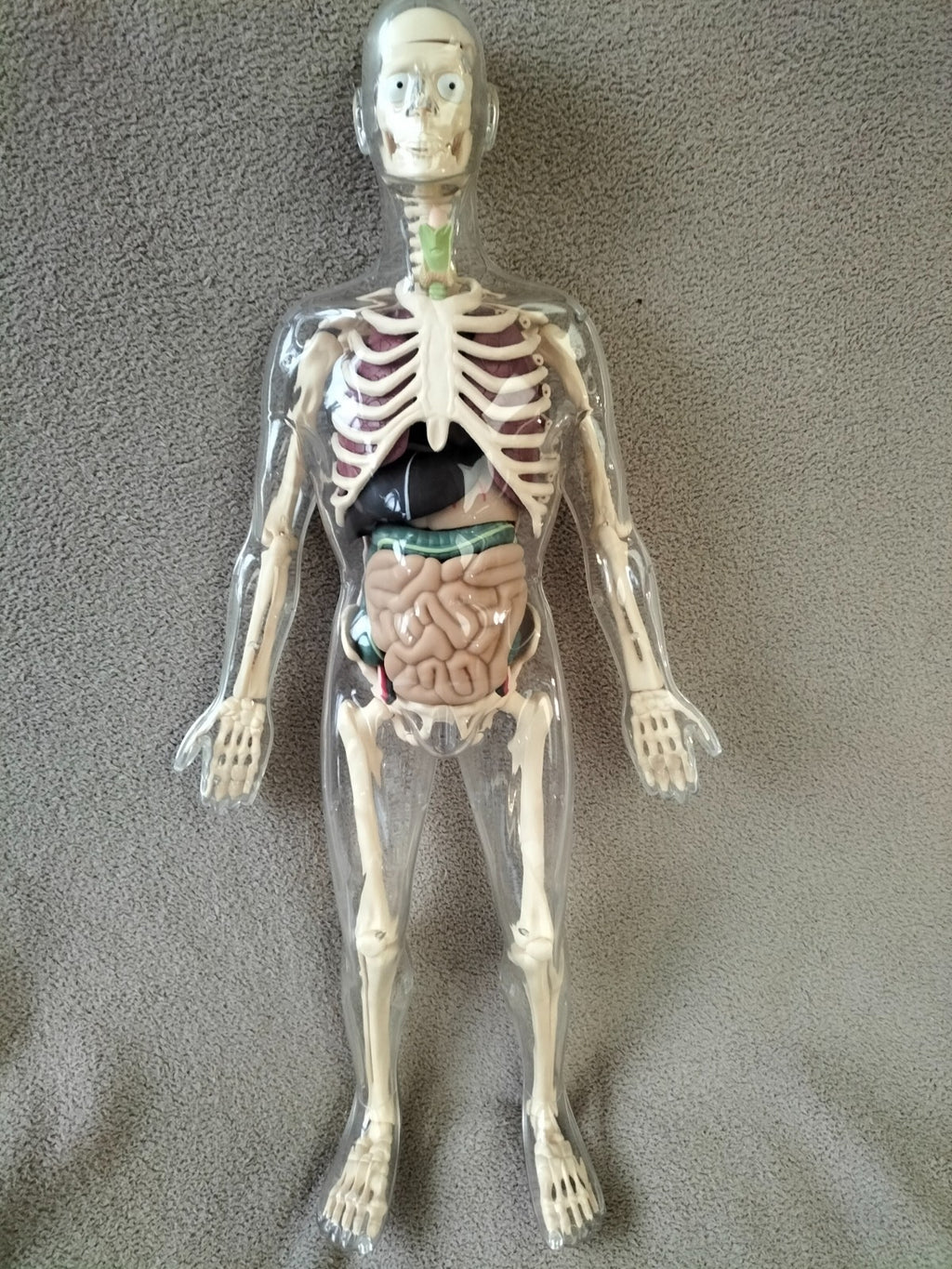Large 56cm Human Anatomical Skeleton Educational Model TOY'S-R-Us UK