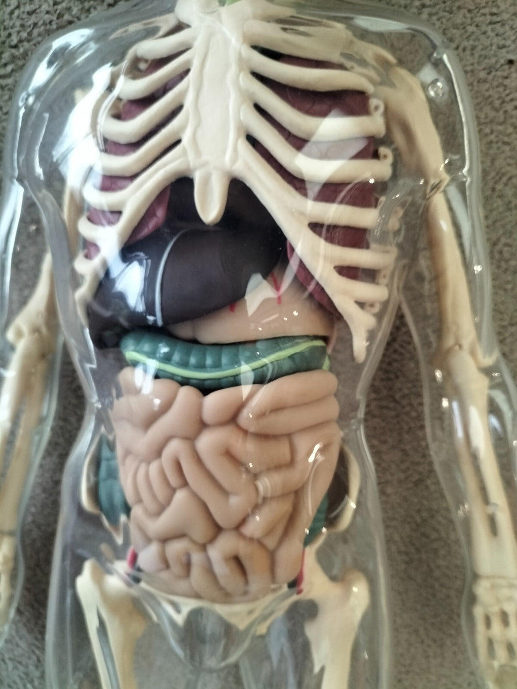 Large 56cm Human Anatomical Skeleton Educational Model TOY'S-R-Us UK