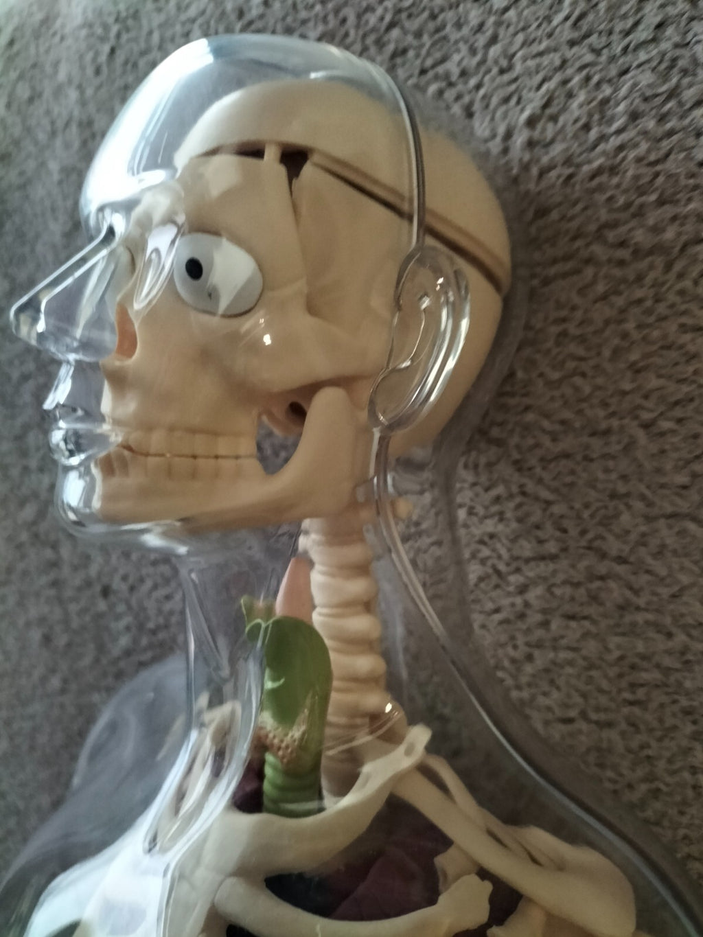 Large 56cm Human Anatomical Skeleton Educational Model TOY'S-R-Us UK